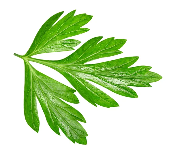 Parsley isolated on white — Stock Photo, Image