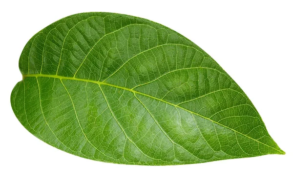 Hoja verde aislada — Foto de Stock