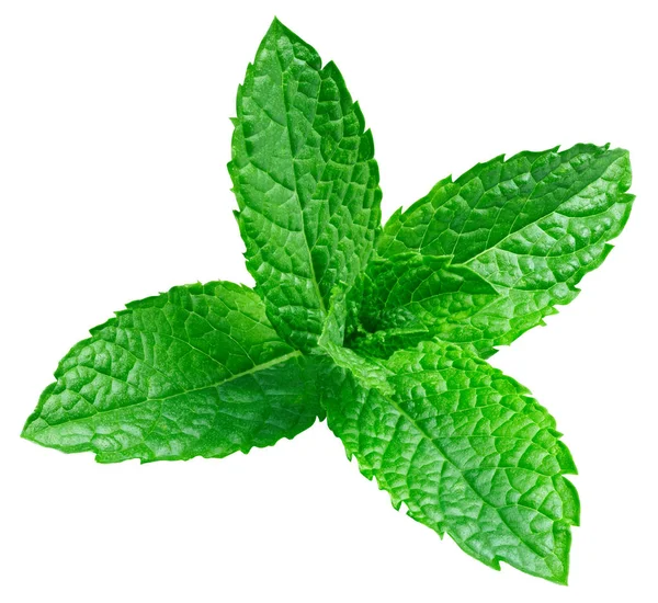 Daun mint terisolasi — Stok Foto