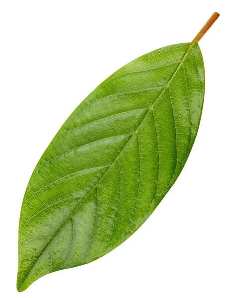 Green leaf isolated — Stock Photo, Image