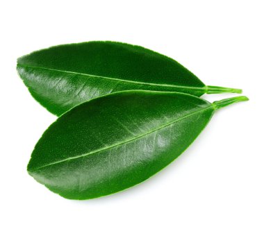 Beyaz üzerine izole edilmiş yapraklar