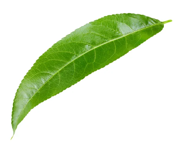 Persikoträd leaf isolerade — Stockfoto