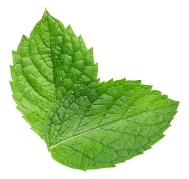 izole nane yaprakları