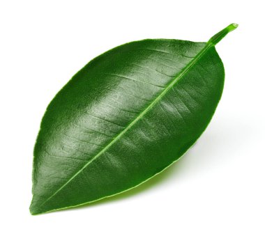 Beyaz üzerine izole edilmiş yapraklar