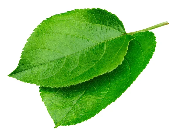 Apple leaf ізольовані — стокове фото
