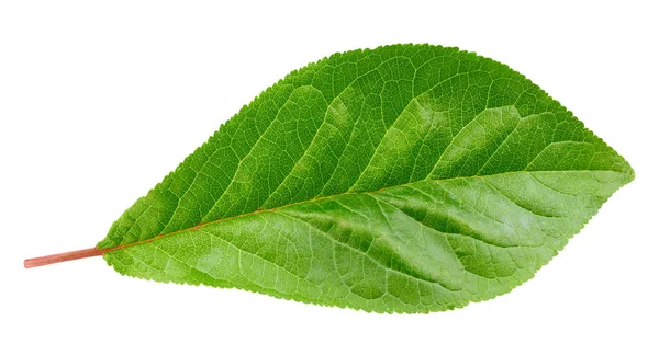 Plum leaf isolerade urklippsbana — Stockfoto