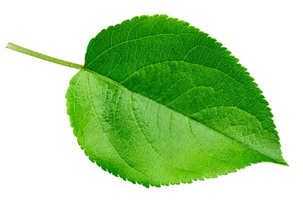 Apple leaf isolerade — Stockfoto