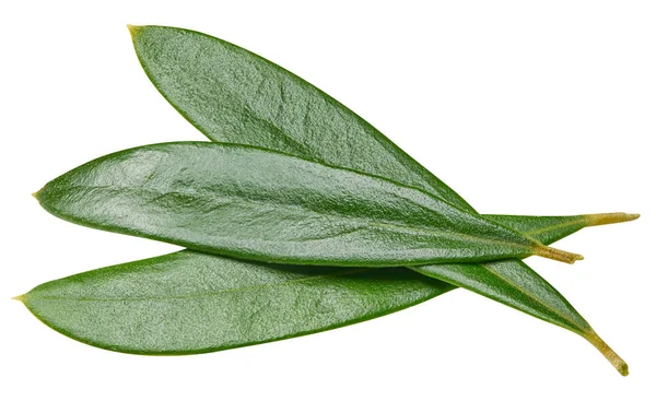 Olivenblätter isoliert auf weiß — Stockfoto
