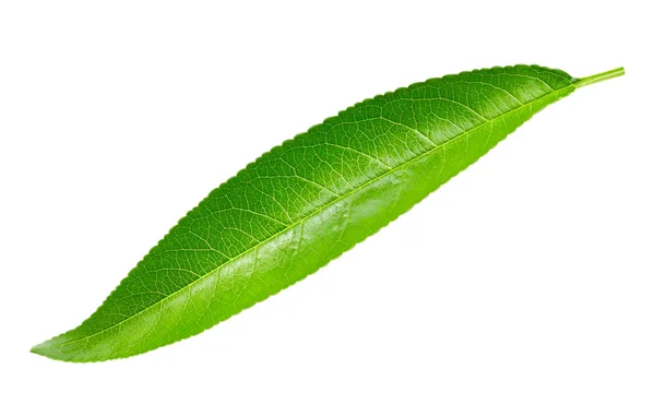 Персиковый лист изолирован — стоковое фото