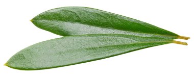 Zeytin yaprağı üzerinde beyaz izole