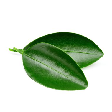 Beyaz üzerine izole edilmiş yapraklar