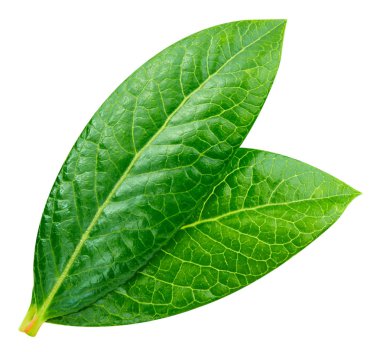 Yaban mersini kırpma yolu bırakır