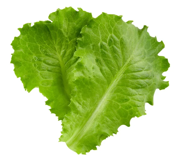 Lettuce leaves Clipping Path — Stock Photo, Image