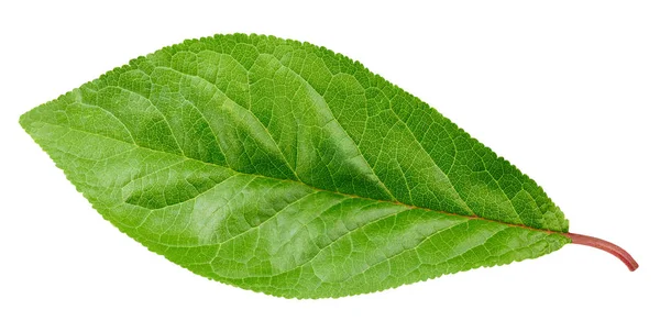 Plum leaf isolerade urklippsbana — Stockfoto