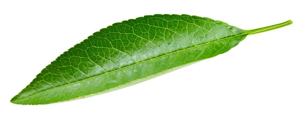 Hoja de melocotón aislada — Foto de Stock