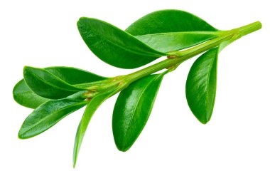 Berry kırpma yolu bırakır