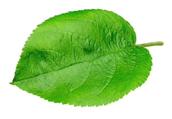 Hoja de manzana aislada — Foto de Stock