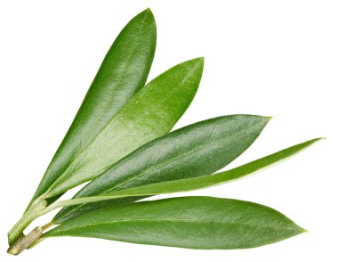 Zeytin yaprağı üzerinde beyaz izole