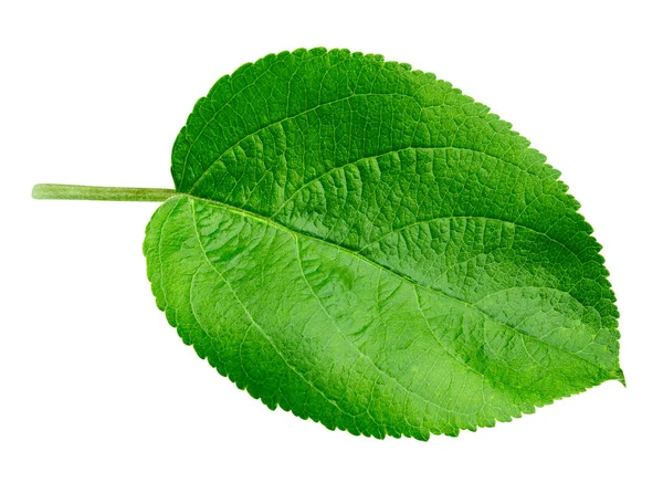 Apple leaf isolated — Stock Photo, Image