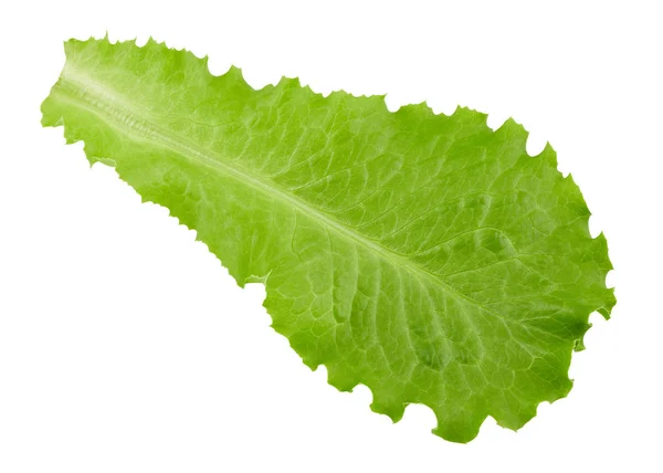 Листя салату відсікаючий контур — стокове фото