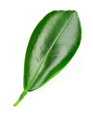 Beyaz üzerine izole edilmiş yapraklar