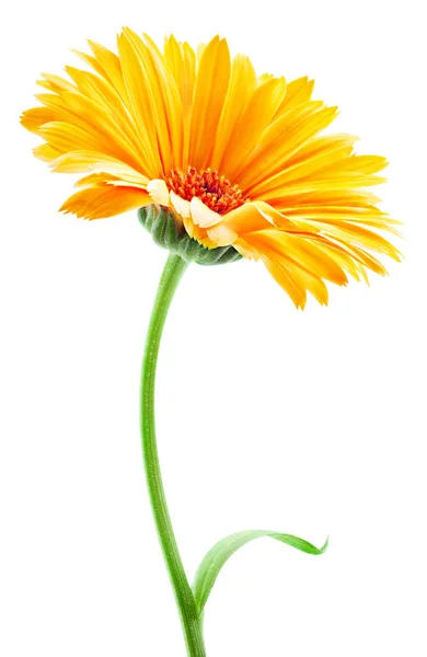 Marigold flower isolated — Stock Photo, Image