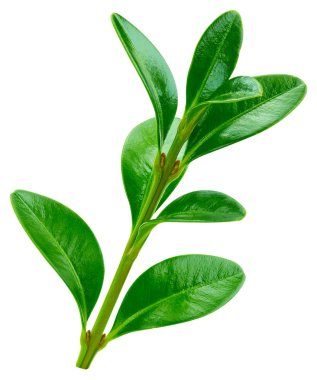 Berry kırpma yolu bırakır