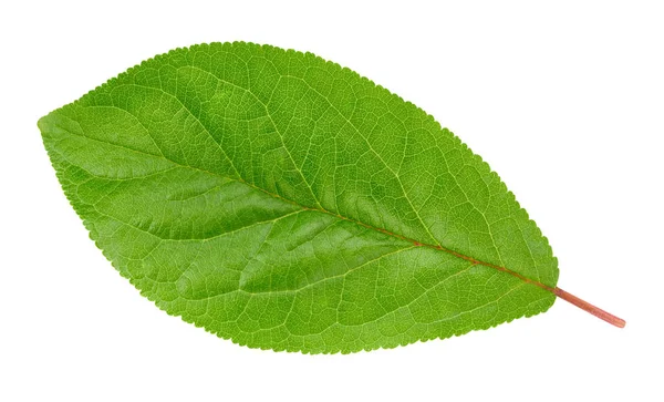 Plum leaf isolerade urklippsbana — Stockfoto