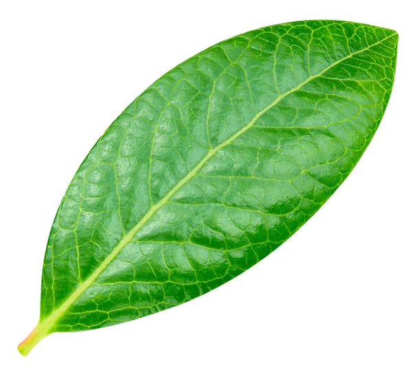 Yaban mersini kırpma yolu bırakır