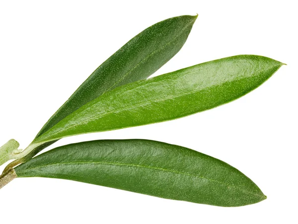 Olivgröna blad isolerad på vit — Stockfoto