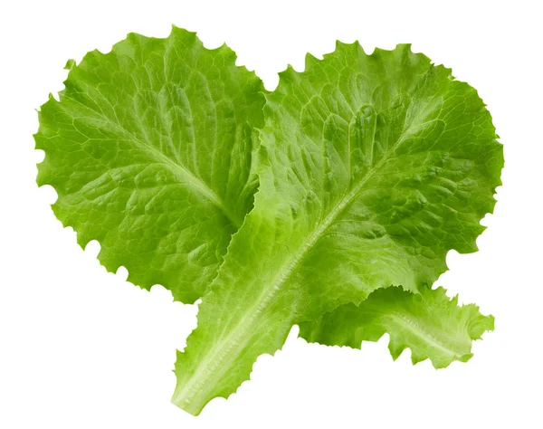 Lettuce leaves Clipping Path — Stock Photo, Image