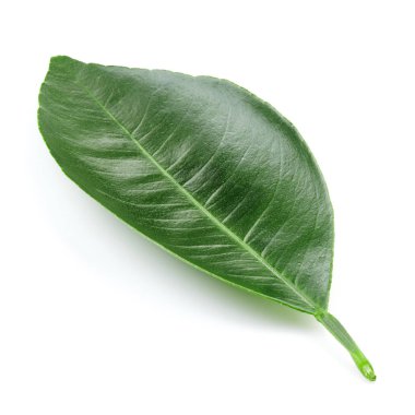 Beyaz üzerine izole edilmiş yapraklar