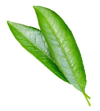 şeftali yaprak izole