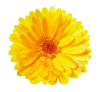 izole kadife çiçeği çiçek