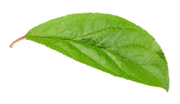 Plum leaf isolerade urklippsbana — Stockfoto