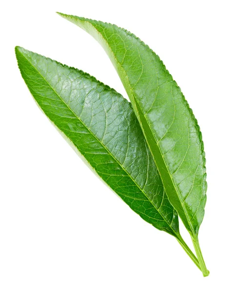 Persikoträd leaf isolerade — Stockfoto