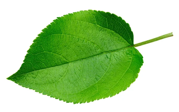 Зеленый Яблочный Лист Изолирован Белом Путь Обрезки Листьев — стоковое фото