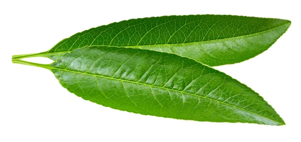 Persikoträd leaf isolerade — Stockfoto