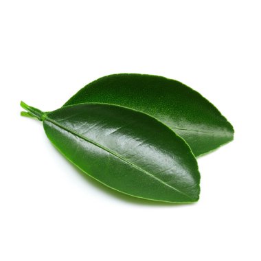 Beyaz üzerine izole edilmiş yapraklar