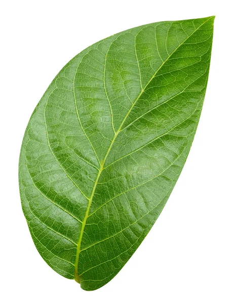 녹색 잎을 분리 시킴 — 스톡 사진