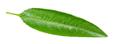 şeftali yaprak izole