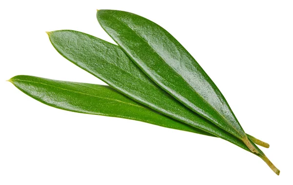 Оливкове листя ізольоване на білому — стокове фото