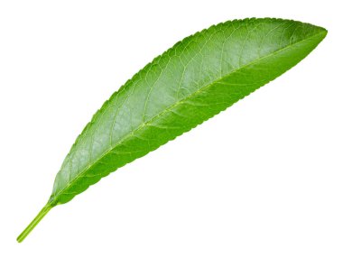 şeftali yaprak izole