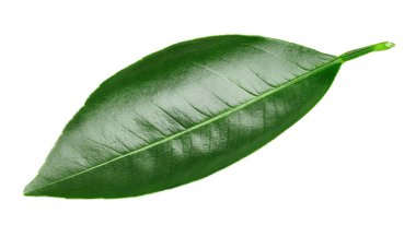 Beyaz üzerine izole edilmiş yapraklar