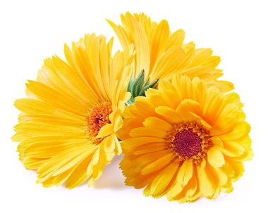 Calendula çiçekler üzerinde beyaz izole. Kadife çiçeği kırpma yolu