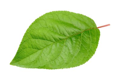 Erik yaprak izole kırpma yolu