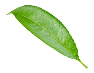 şeftali yaprak izole