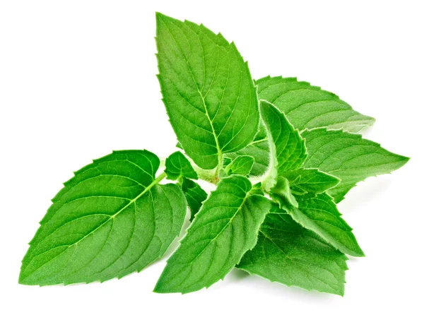 Fresh mint isolated Clipping Path — Stock Photo, Image