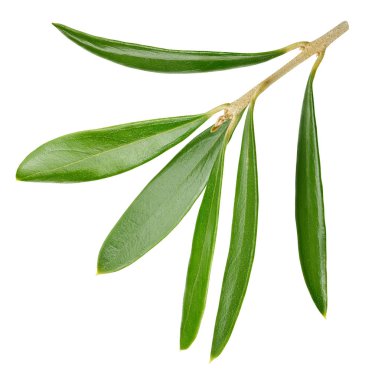 Zeytin yaprağı üzerinde beyaz izole