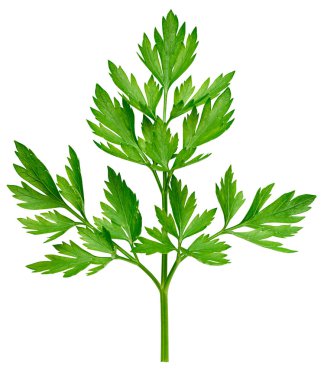 Maydanoz beyazda izole